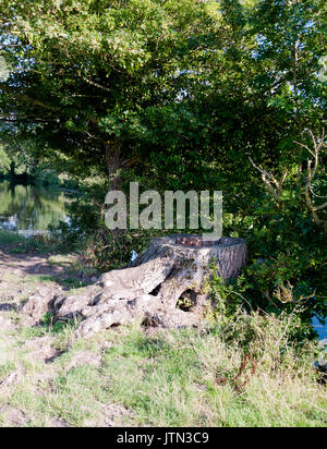 a dead wooden stump of a chopped down tree outside; UK Stock Photo