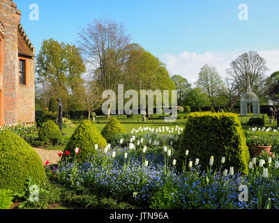 Chenies Manor garden showing parterre, white tulips, birdcage pagoda, topiary, blue forget me nots all framed by the manor house wall in sunshine. Stock Photo