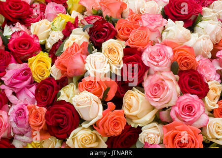 Colorful roses background. A bunch of colorful roses close up. Stock Photo