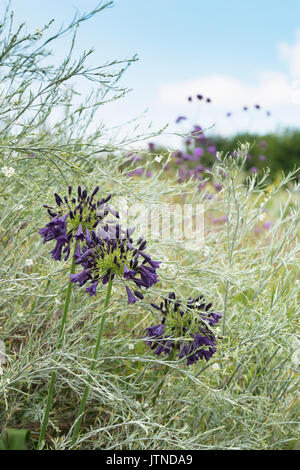Agapanthus inapertus hybrid. African blue lily flowers in a garden border. UK Stock Photo