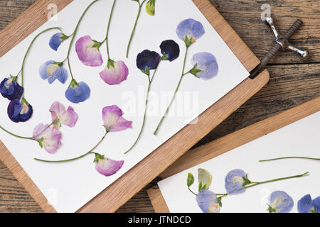 Lathyrus odoratus. Pressed sweet pea dried flowers in a flower press on a wooden table. UK Stock Photo