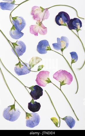 Lathyrus odoratus. Pressed sweet pea dried flowers in a flower press on a wooden table. UK Stock Photo