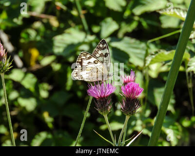 Balkan Marbled White butterfly (Melanargia larissa) on purple flower Stock Photo