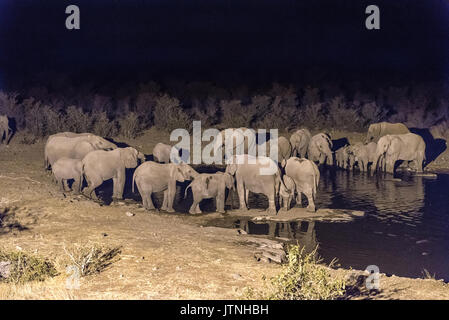 A herd of African Elephants, Loxodonta africana, drinking water at an artificially lit waterhole in Northern Namibia after sunset Stock Photo
