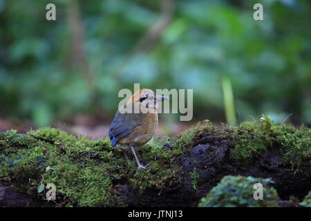 Schneider's Pitta (Hydrornis schneideri) in Mt.Kerinci, Sumatra, Indonesia Stock Photo