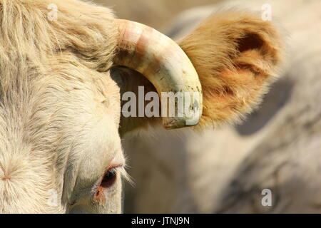 Portrait in half head with cut horn and visible eye of a cow of breed  Charolais Stock Photo