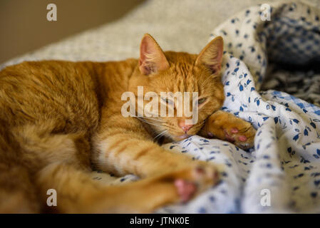 Ginger cat sleeping at bed. Stock Photo