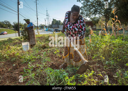 Haltet Hatungimana, swinging hoe, and Jeanne Nyibizi harvest peanuts on a plot of land in Decatur, GA. They are refugees from Burundi and sell their produce through Global Growers. Stock Photo