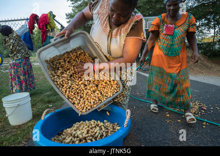 Refugees from Burundi harvested peanuts on an urban garden plot in Decatur, GA.  They sell their produce through Global Growers. Stock Photo
