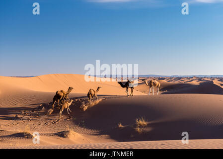 Camels in sand dunes, Sahara Stock Photo