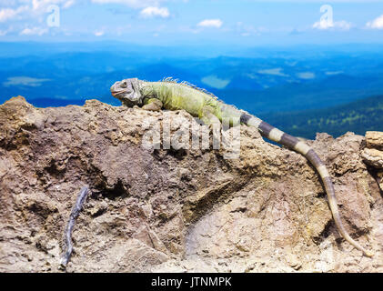 Green lizard at wildness against mountain landscape Stock Photo - Alamy