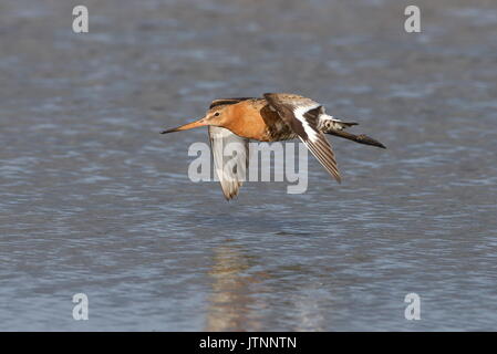 Summer plummage Black-tailed Godwits starting their moult to winter coat Stock Photo