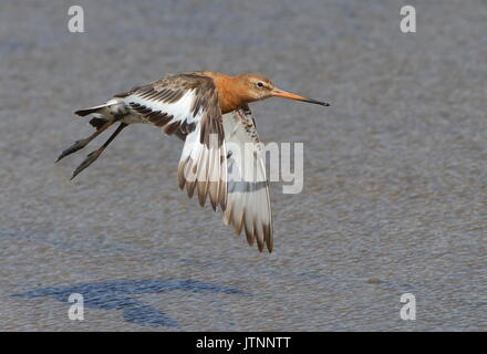 Summer plummage Black-tailed Godwits starting their moult to winter coat Stock Photo