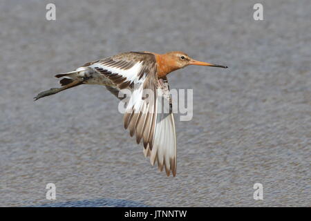 Summer plummage Black-tailed Godwits starting their moult to winter coat Stock Photo