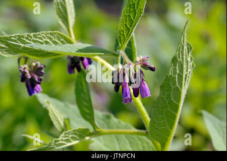 Comfrey plants flowering in a garden, genus symphytum Bocking 14 cultivar of Russian Comfrey flowers also spelt comphrey, a herb which is prized by or Stock Photo