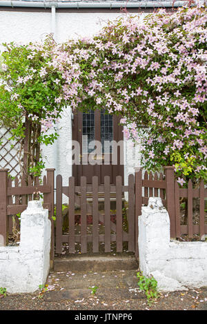 Clematis with pink flowers & emerald foliage growing over archway / trellis framing brown door of white-walled cottage Stock Photo