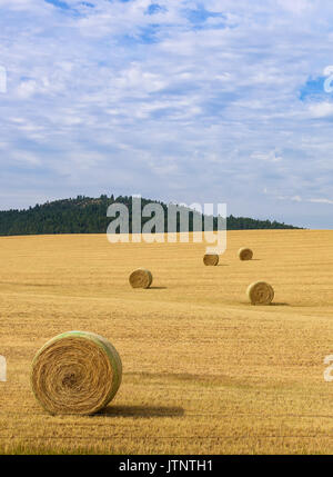 Bales of hay in rural field under beautiful blue sky. Forest in the background. USA countryside. Stock Photo