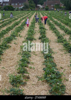 Strawberry Picking Stock Photo