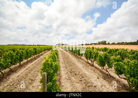 Old vineyards with red wine grapes in the Alentejo wine region near Evora, Portugal Europe Stock Photo