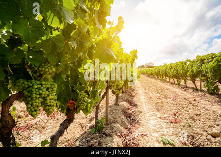 Old vineyards with red wine grapes in the Alentejo wine region near Evora, Portugal Europe Stock Photo