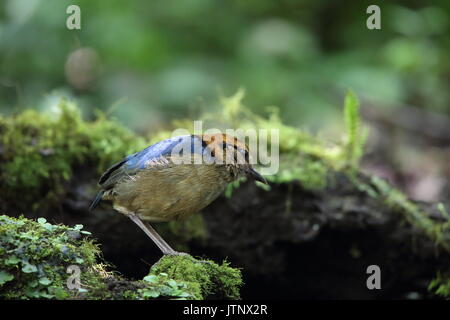 Schneider's Pitta (Hydrornis schneideri) in Mt.Kerinci, Sumatra, Indonesia Stock Photo