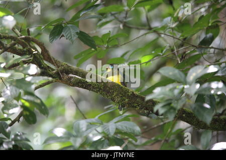 Sumatran trogon (Apalharpactes mackloti) in Sumatra,Indonesia Stock Photo