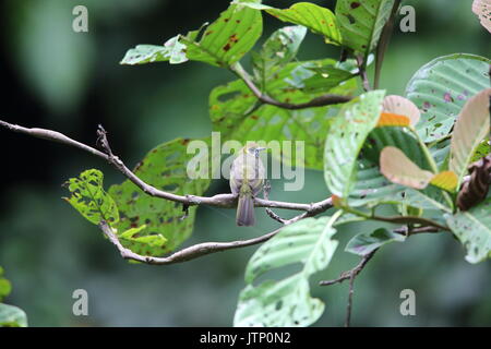 Spot-necked bulbul (Pycnonotus tympanistrigus) in Sumatra,Indonesia Stock Photo