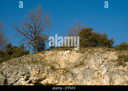 shrubs and trees growing on top of a limestone rock wall Stock Photo