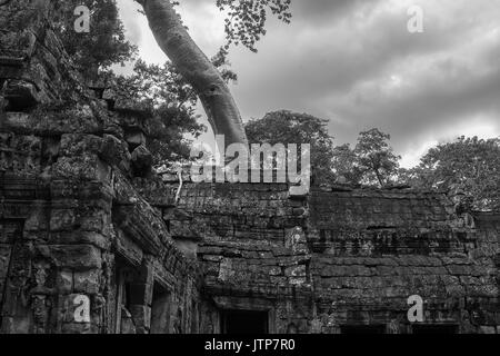 Eastern gopura entrance to the main temple, Ta Prohm, Angkor, Siem Reap, Cambodia: black and white version Stock Photo
