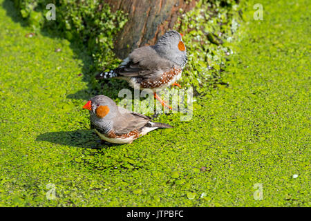 Two male zebra finches (Taeniopygia guttata / Poephila guttata) native to Australia taking a bath and cooling down in water of pond on a hot day Stock Photo