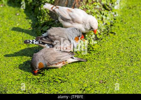 Three zebra finches (Taeniopygia guttata / Poephila guttata) native to Australia cooling down and drinking water from pond on a hot day Stock Photo