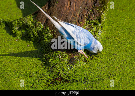 Blue budgerigar / budgie / common parakeet (Melopsittacus undulatus) native to Australia drinking water of pond on a hot day Stock Photo