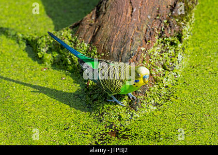 Colourful budgerigar / budgie / common parakeet (Melopsittacus undulatus) native to Australia drinking water of pond on a hot day Stock Photo