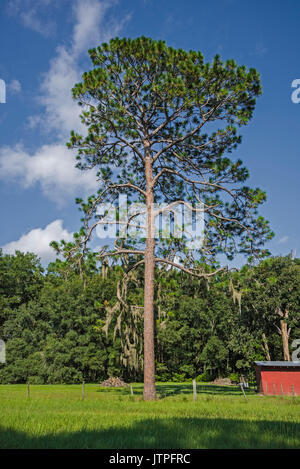 florida longleaf pine tree Stock Photo - Alamy