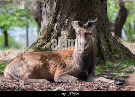 young Red Deer stag, (Cervus elaphus), resting under a tree in Richmond Park, London, British Isles, UK Stock Photo