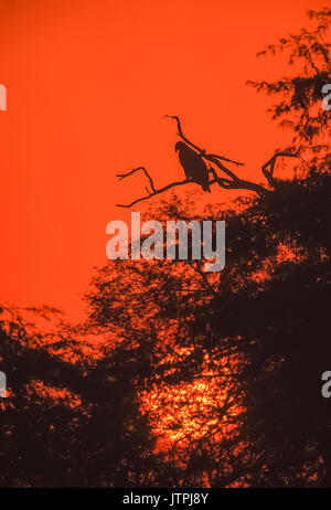 Steppe Eagle,(Aquila nipalensis), perched on tree and silhouetted against red sky at sunset, Keoladeo Ghana National Park, Bharatpur, Rajasthan, India Stock Photo