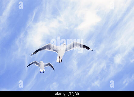 Silver Gulls,  (Chroicocephalus novaehollandiae), in flight, Byron Bay, New South Wales, Australia Stock Photo