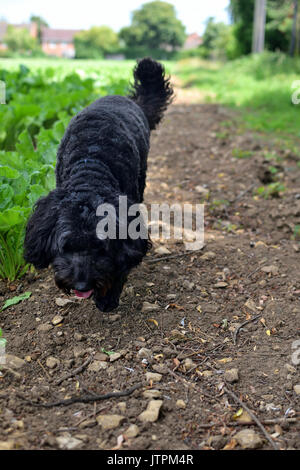 a black cockapoo walking down a path Stock Photo