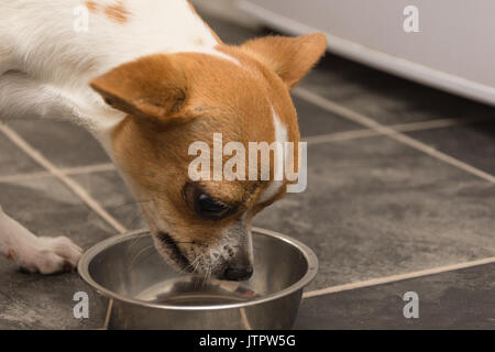 small cute tan and white Chihuahua puppy dog eating dog biscuits from her dog bowl on the kitchen floor Stock Photo