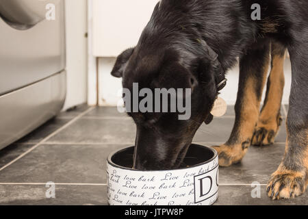 black and brown German shepherd dog eating from dog bowl in the kitchen Stock Photo