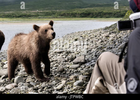 A curious brown bear cub checks out human visitors during a close encounter bear viewing at the McNeil River State Game Sanctuary on the Kenai Peninsula, Alaska. The remote site is accessed only with a special permit and is the world’s largest seasonal population of brown bears in their natural environment. Stock Photo