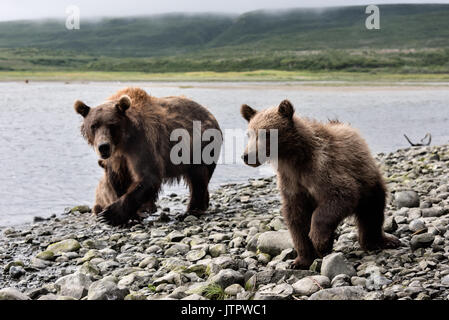 A brown bear sow known as Bearded Lady walks alongside her spring cubs at the McNeil River State Game Sanctuary on the Kenai Peninsula, Alaska. The remote site is accessed only with a special permit and is the world’s largest seasonal population of wild brown bears in their natural environment. Stock Photo