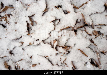 snow on dry leaves pattern Stock Photo