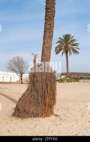 View of palm bottom on the beach in Tunisia Stock Photo