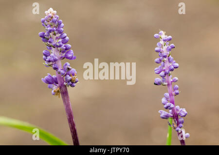 Twin flower stems of the low growing evergreen lily turf, Liriope muscari, showing blue-violet buds Stock Photo