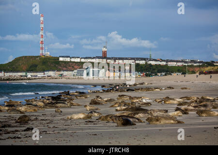 Seals on the german island of Helgoland Stock Photo