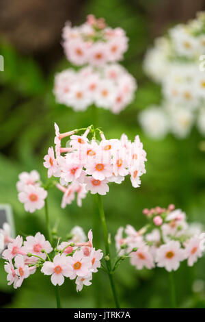 Primula Japonica 'Apple Blossom' Stock Photo