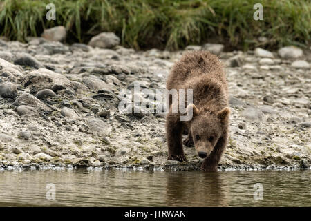 A brown bear spring cub drinks from the river at the McNeil River State Game Sanctuary on the Kenai Peninsula, Alaska. The remote site is accessed only with a special permit and is the world’s largest seasonal population of wild brown bears in their natural environment. Stock Photo