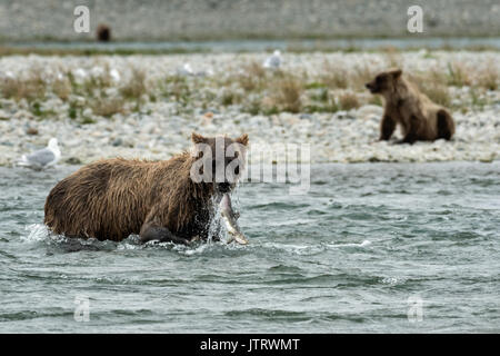 A brown bear sow catches chum salmon as her yearling cub waits on the beach at the McNeil River State Game Sanctuary on the Kenai Peninsula, Alaska. The remote site is accessed only with a special permit and is the world’s largest seasonal population of brown bears in their natural environment. Stock Photo