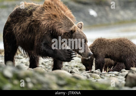 A brown bear sow known as Bearded Lady scratches her face as her cubs feed on salmon at the McNeil River State Game Sanctuary on the Kenai Peninsula, Alaska. The remote site is accessed only with a special permit and is the world’s largest seasonal population of brown bears in their natural environment. Stock Photo